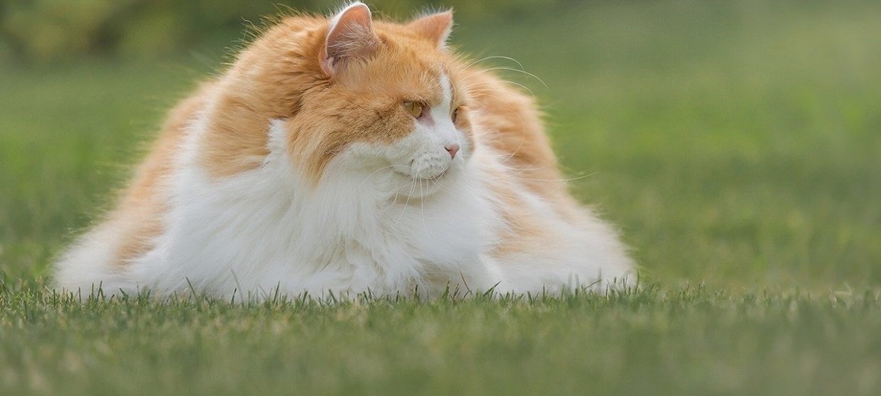 Chat British Longhair Caractere Dressage Et Entretien