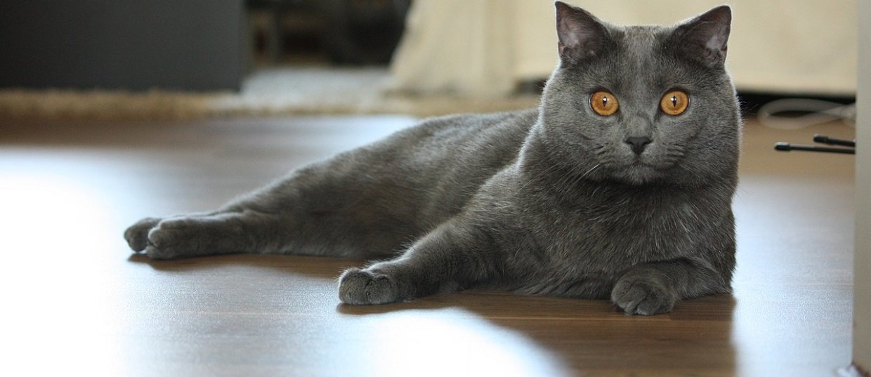 Le chat chartreux