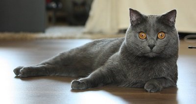 Le chat chartreux