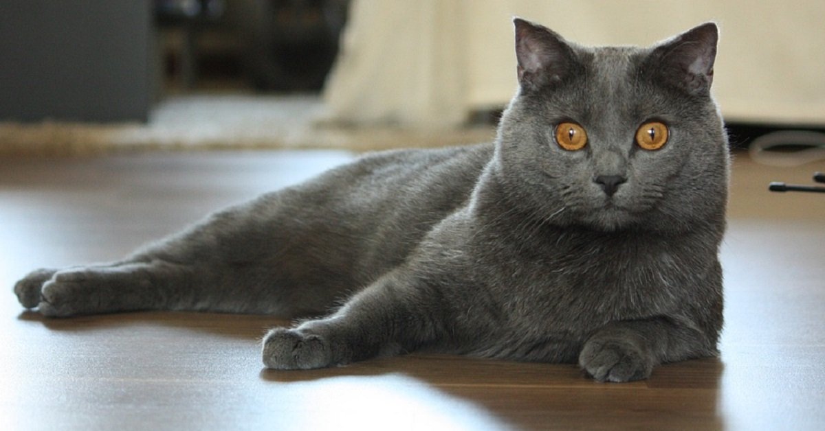 Chat Chartreux Origines Prix Caractere Josera