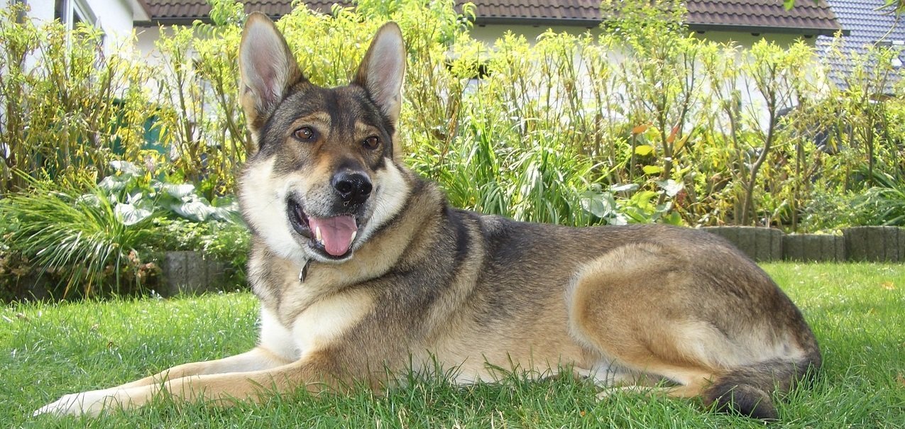 Le chien loup tchèque