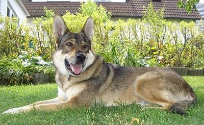 Le chien loup tchèque