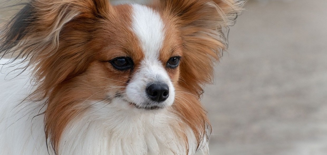 Le chien papillon