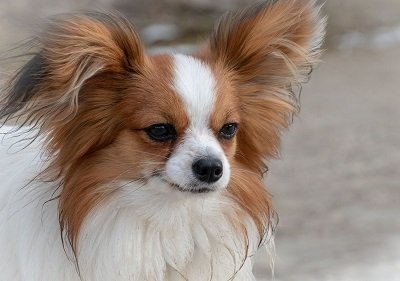 Le chien papillon