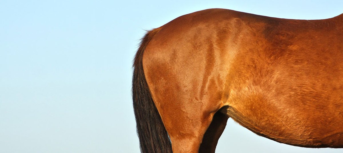 Ulcère gastrique chez le cheval : une affection très répandue, cependant rarement détectée 