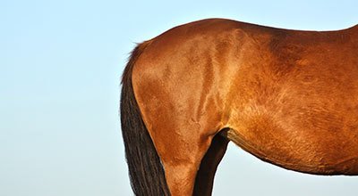 Ulcère gastrique chez le cheval : une affection très répandue, cependant rarement détectée 