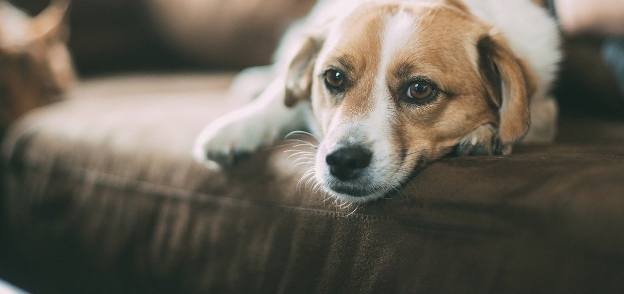 Mon chien se gratte, dois-je m’en inquiéter ?