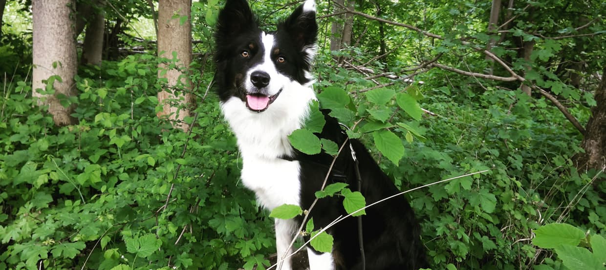 Chien qui bougeait la tete avec le mouvement de la voiture