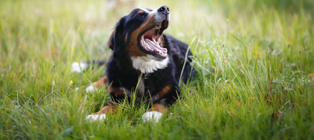 Mon chien a mauvaise haleine : causes et traitement