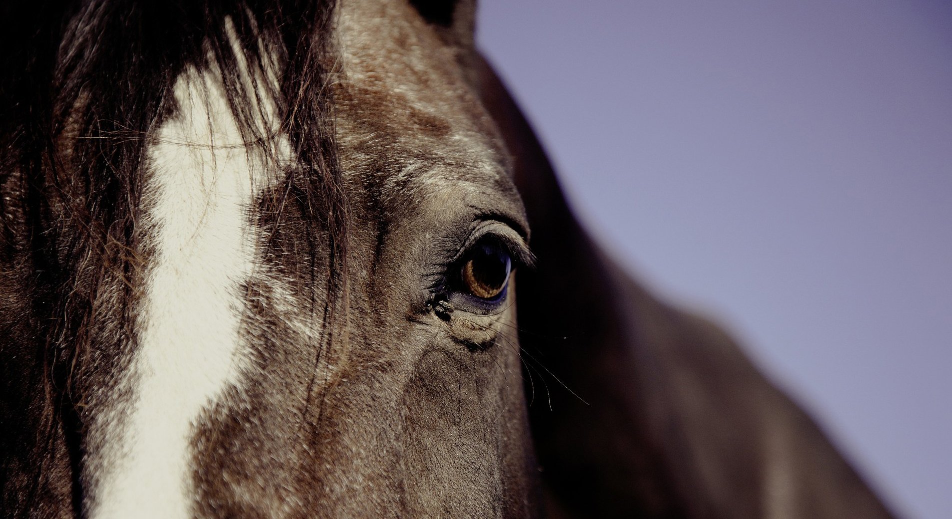 La croissance des sabots d'un cheval