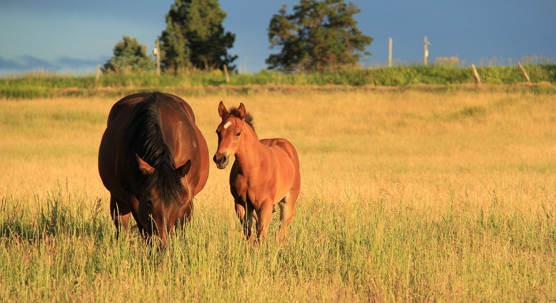 Saillie De Sa Jument Ou Insemination Tout Sur La Reproduction Du Cheval