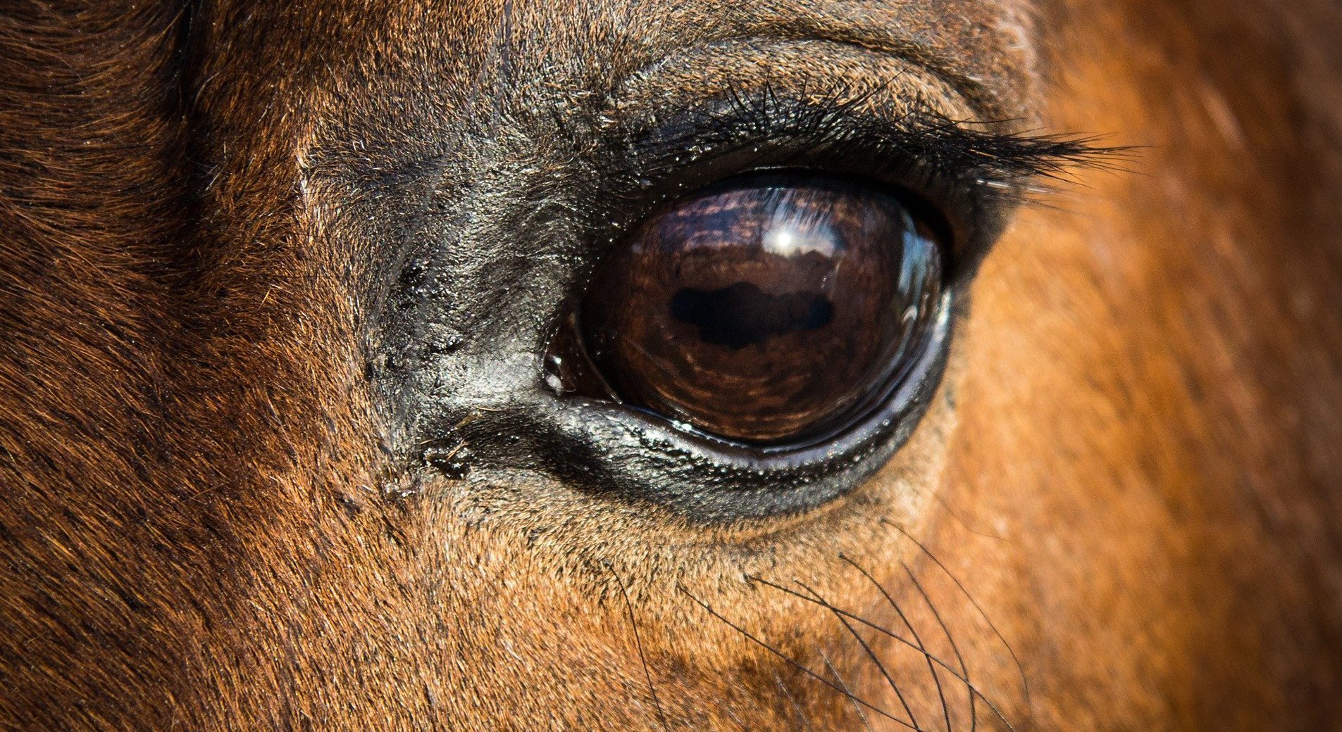 Tout ce qu'il faut savoir sur le pied du cheval