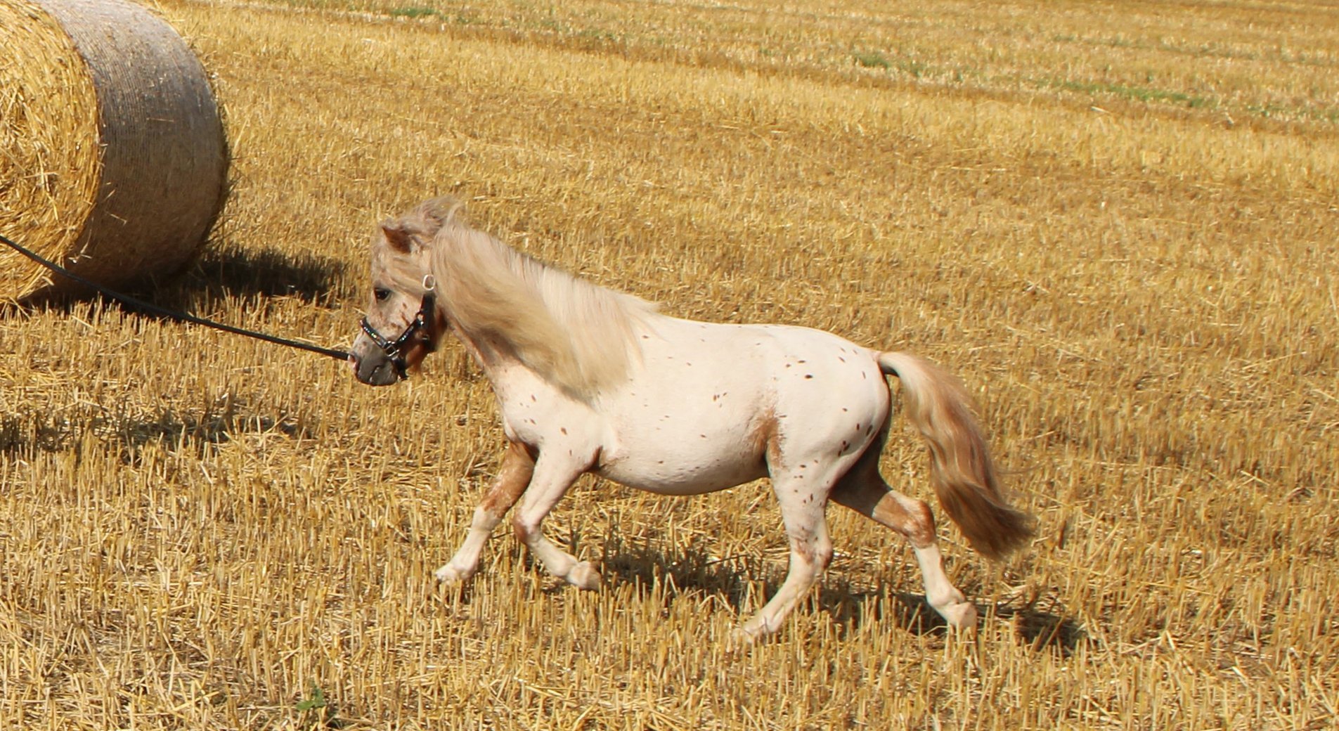 Le poney Shetland