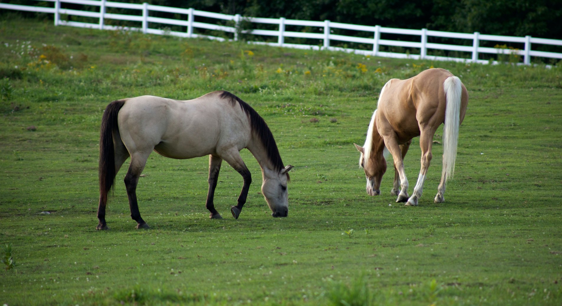 Assurer Un Cheval Tout Savoir Sur L Assurance Mortalite Vol Frais Veterinaires