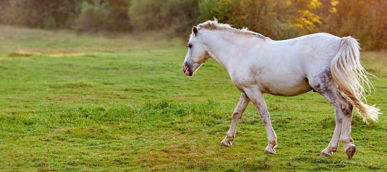 Coups de soleil chez le cheval  : comment les reconnaître, les soigner mais surtout les prévenir ! 