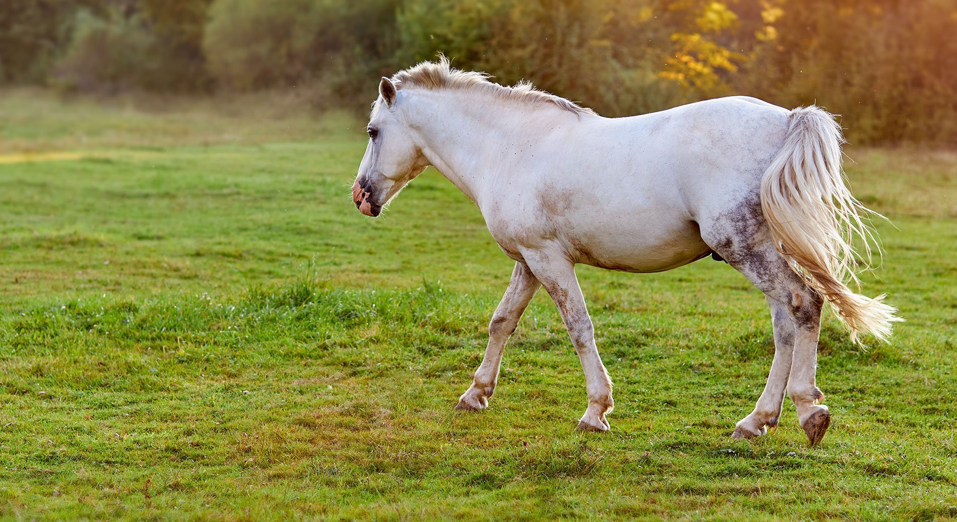 Coup De Soleil Du Cheval Que Faire Comment Les Soigner Coup De Soleil Du Cheval Que Faire Comment Les Soigner