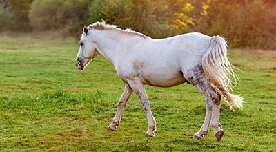 Coups de soleil chez le cheval  : comment les reconnaître, les soigner mais surtout les prévenir ! 