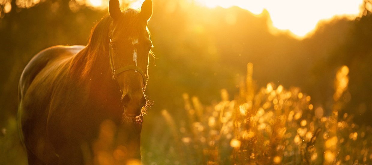 Coronavirus - Propriétaires de chevaux et cavaliers, que devez-vous savoir ?