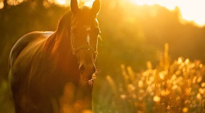 Coronavirus - Propriétaires de chevaux et cavaliers, que devez-vous savoir ?