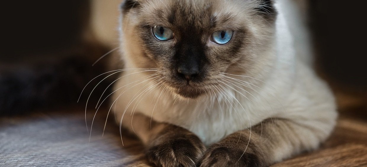 Le chat ragdoll