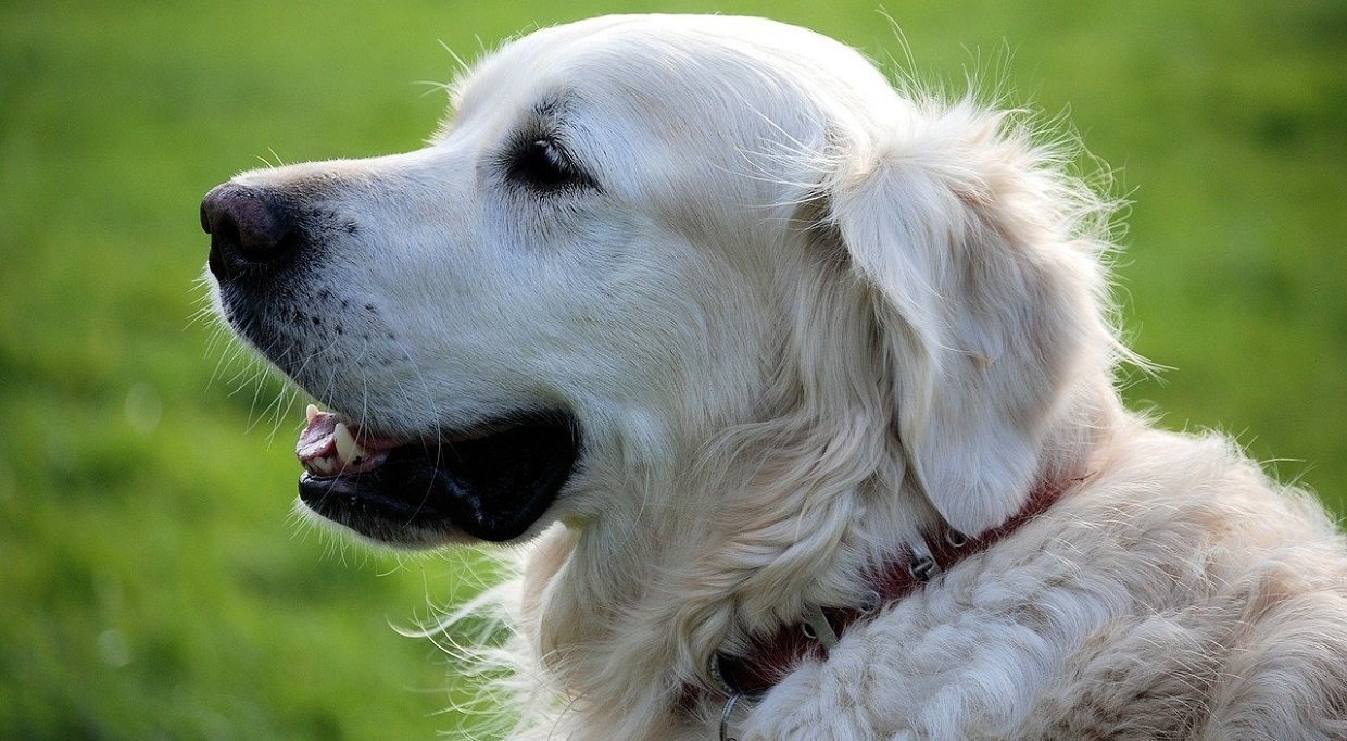 Saillie chien : les réponses aux questions que vous vous posez