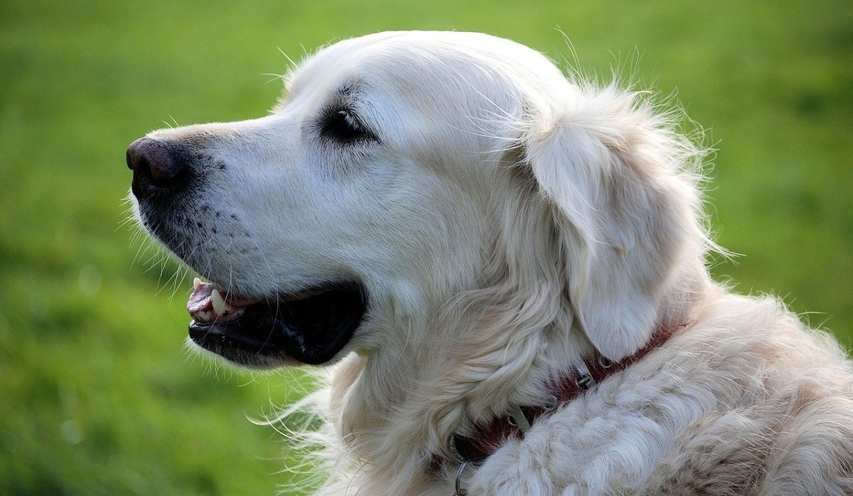 Saillie Chien Prix Definition Deroulement Duree Saillie Chien Prix Definition Deroulement Duree