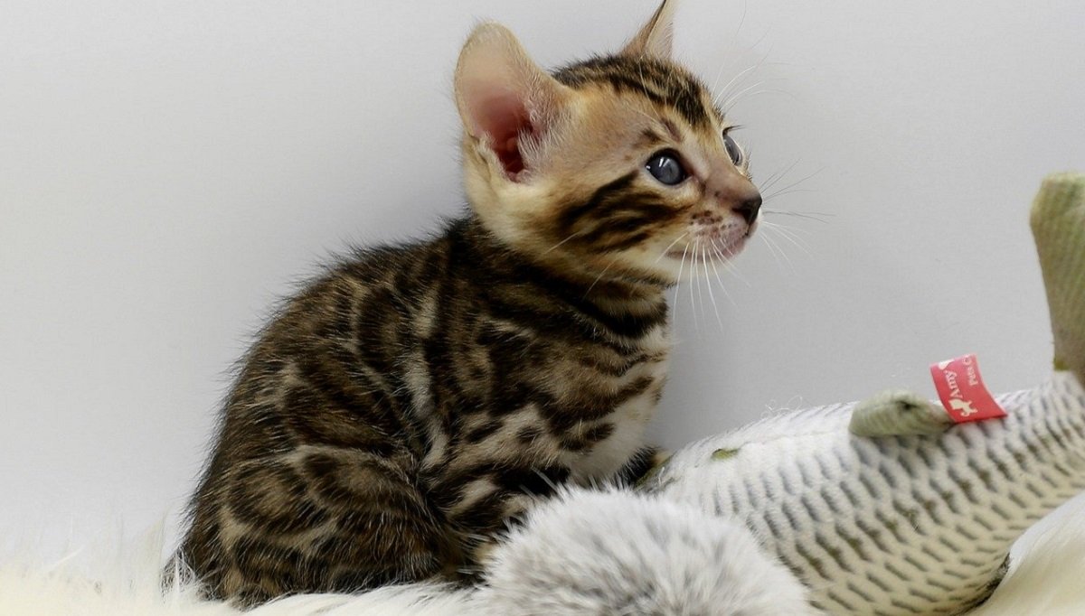Chat Savannah Alimentation Caractere Et Entretien Chat Savannah Alimentation Caractere Et Entretien