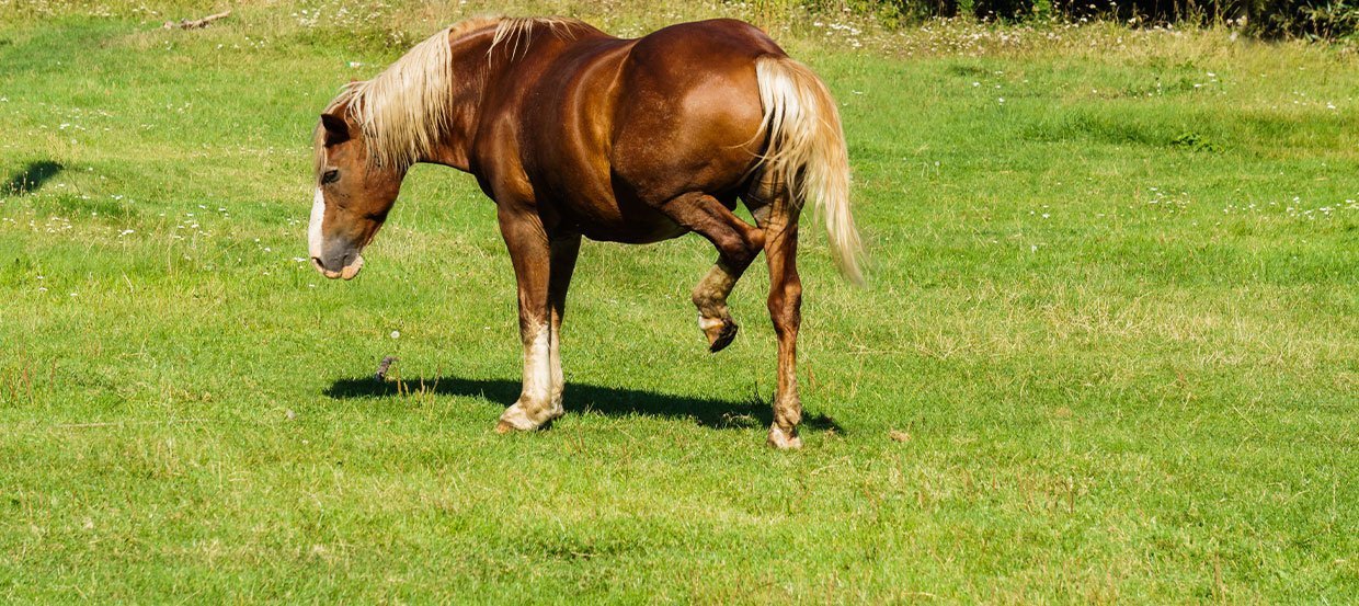 Le Shivering, la maladie du tremblement du cheval : symptômes, causes et traitement 