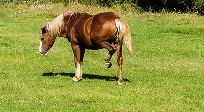 Le Shivering, la maladie du tremblement du cheval : symptômes, causes et traitement 