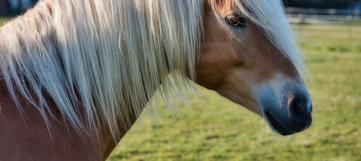 Conseils pour nourrir votre cheval avec des granulés de foin