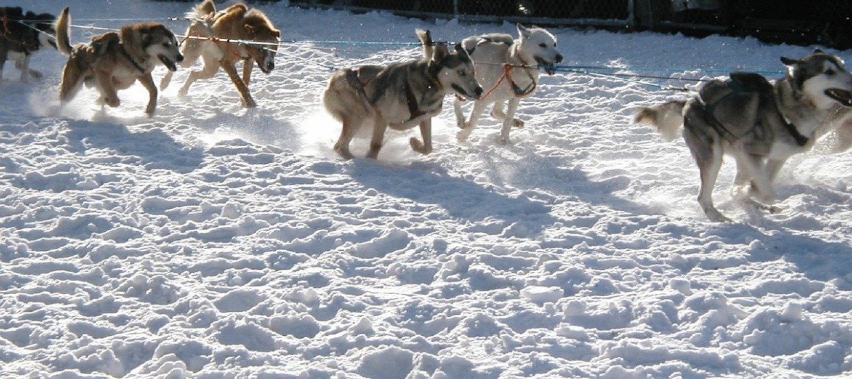 Chien sportif : quelles croquettes choisir ? 