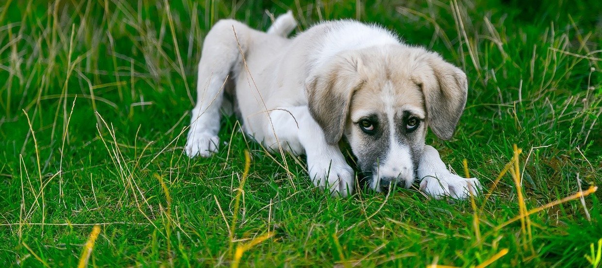 Comment sauver votre chien de l’empoisonnement ?