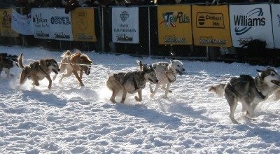 Chien sportif : quelles croquettes choisir ? 