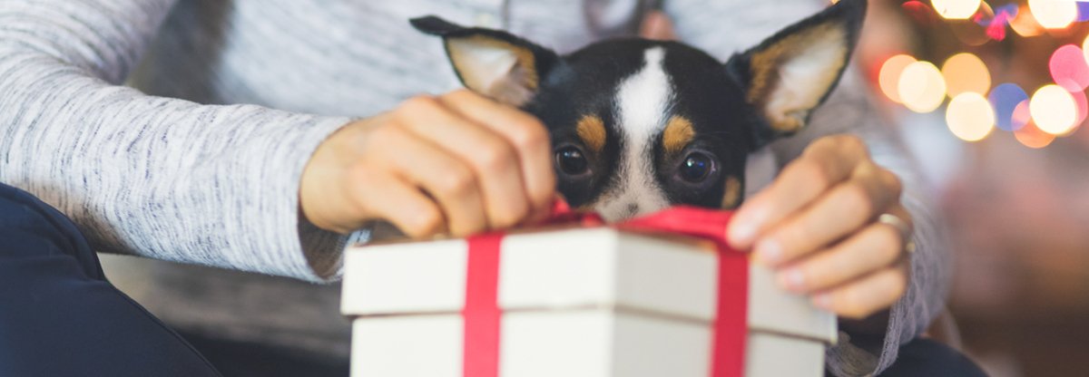 Quel cadeau pour rendre un chien heureux ?