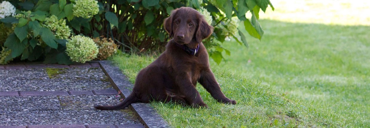 Éduquer son chiot : que faut-il savoir ?