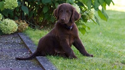 Éduquer son chiot : que faut-il savoir ?