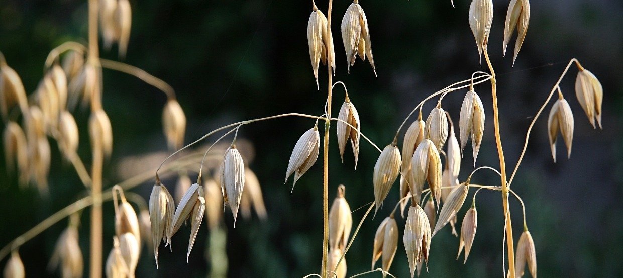 Alimentation sans céréales pour cheval : inconvénients et risques des céréales, alternatives 