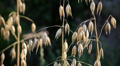 Alimentation sans céréales pour cheval : inconvénients et risques des céréales, alternatives 