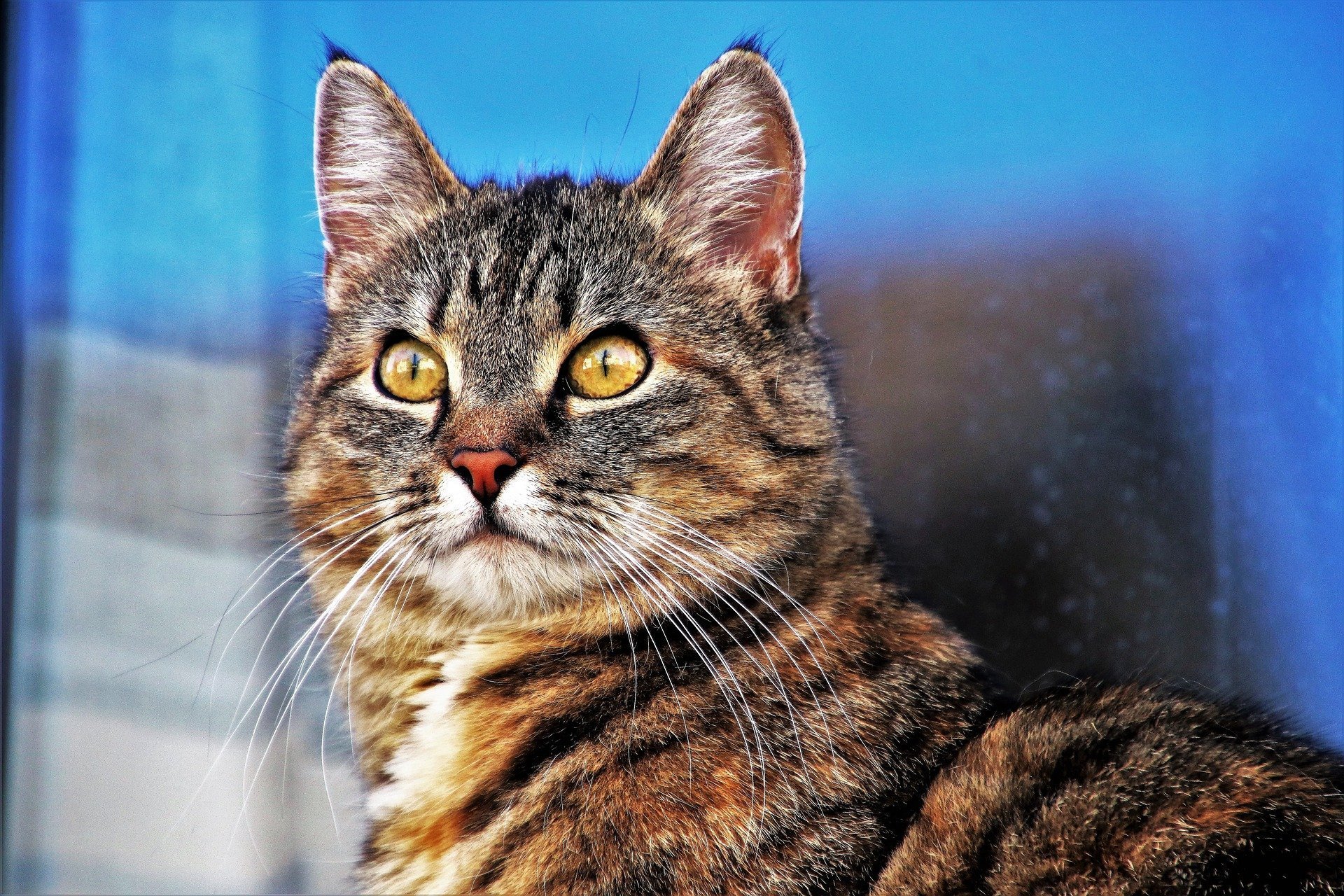 La teigne du chat : la reconnaître, la soigner, la prévenir