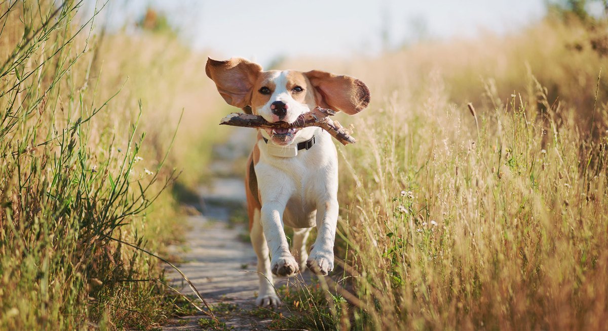 Maladie de Lyme chez le chien : symptômes, évolution de la maladie et traitement 
