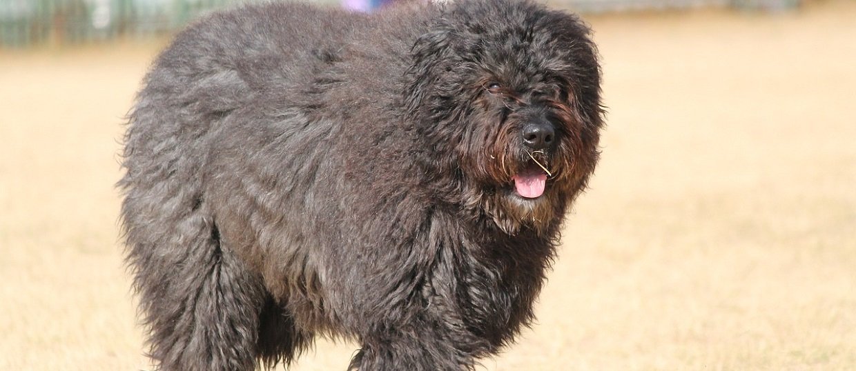 Bouvier des Flandres