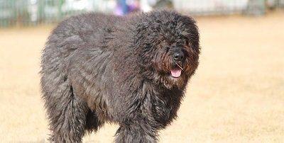 Bouvier des Flandres