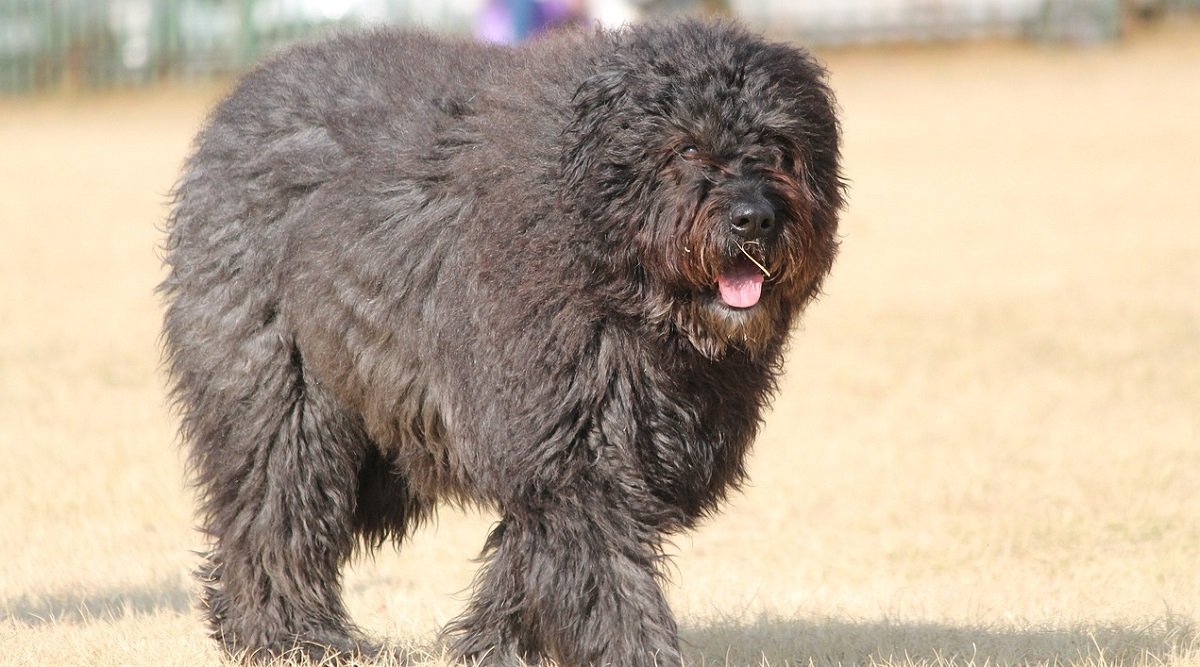Le Bouvier Des Flandres Est Il Dangereux Bouvier des Flandres : entretien, caractère et dressage