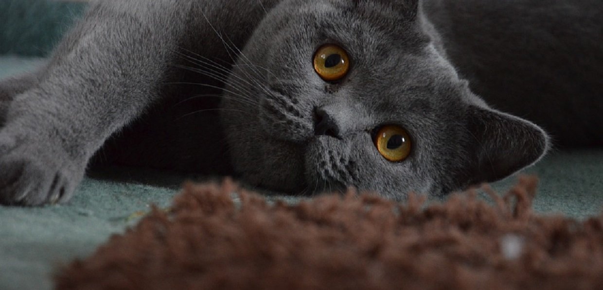 Le british shorthair