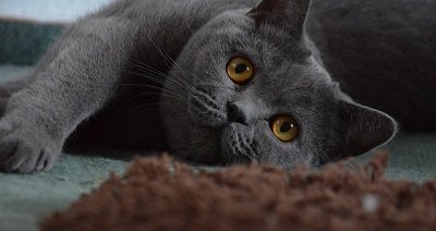 Le british shorthair