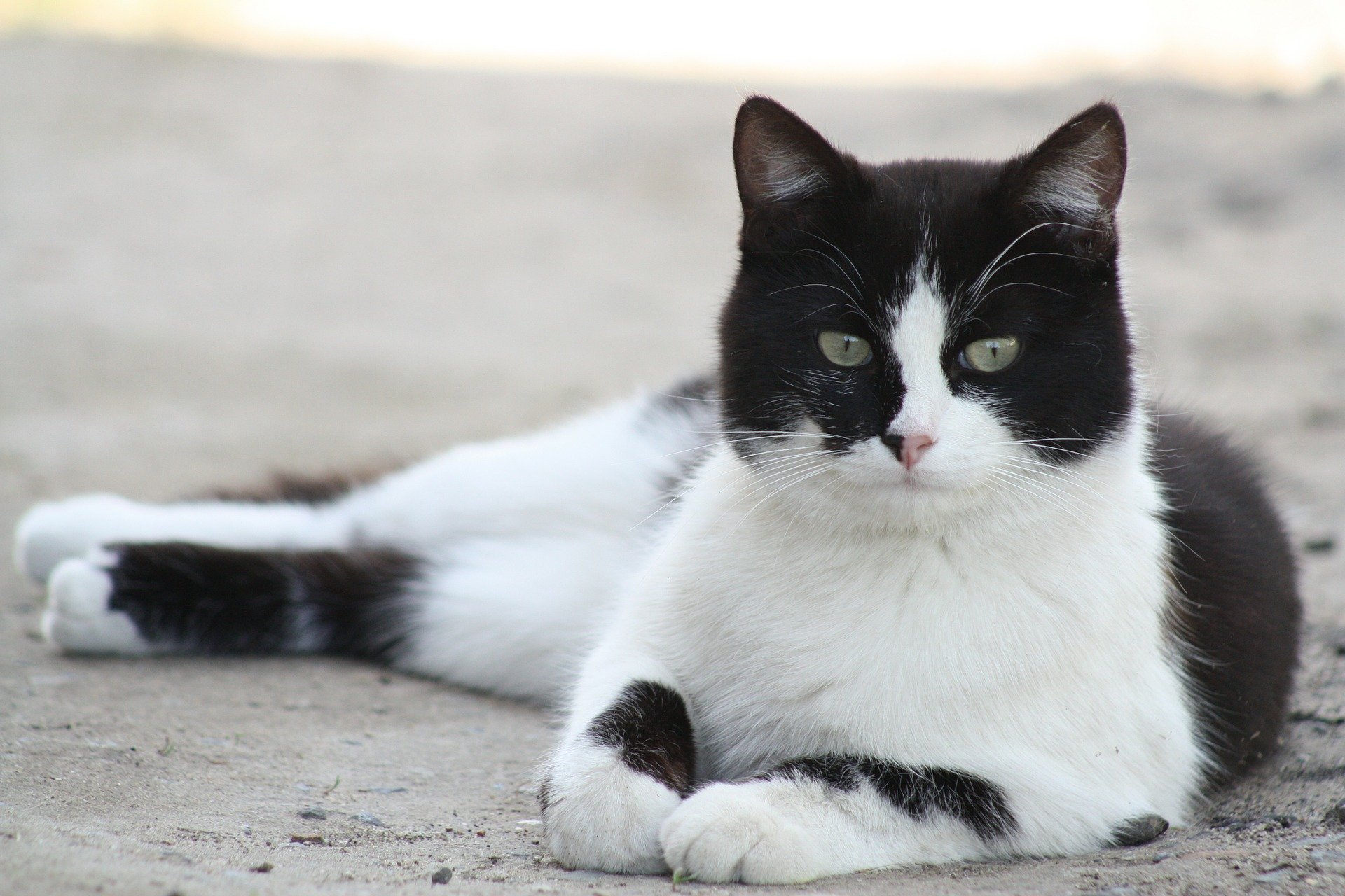 Le Chat d'un bon pas - Le Temps