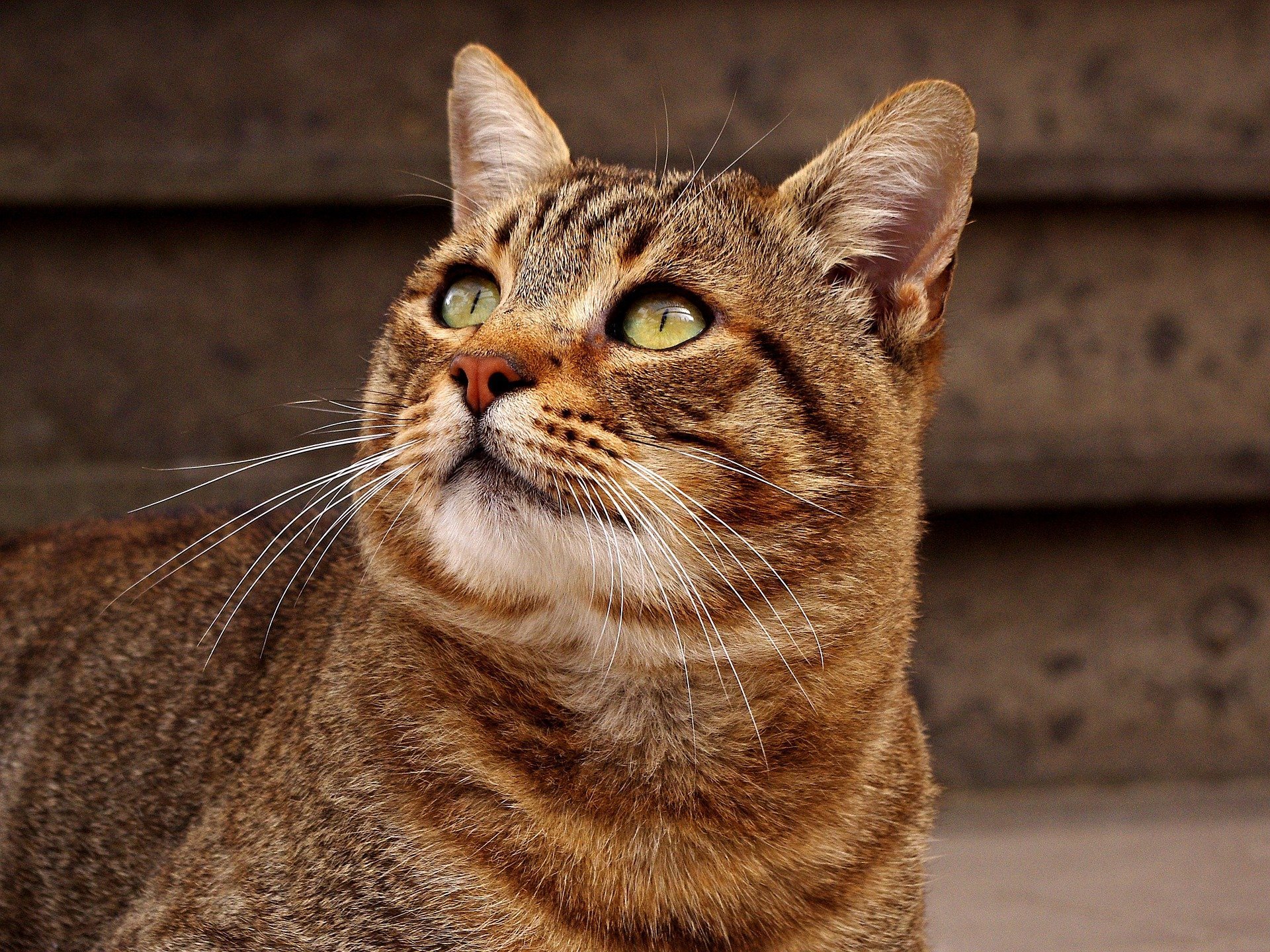 Chat Europeen European Shorthair Actif Robuste Affectueux