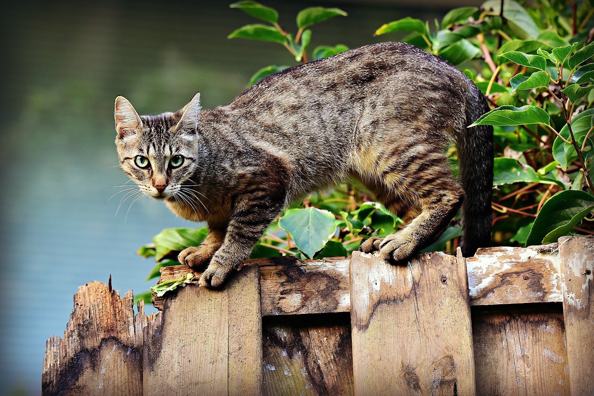 Pourquoi mon chat se roule par terre ?