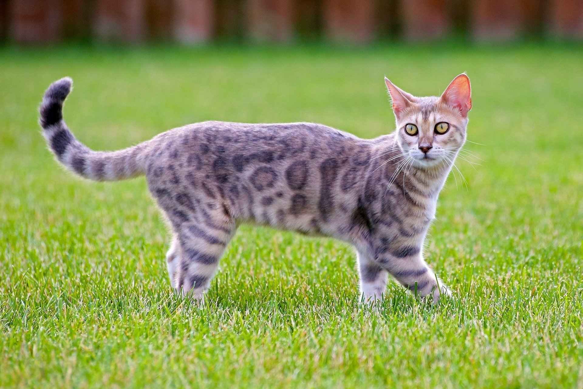 Le Chat Bengal Fauve En Miniature Calin Et Joueur