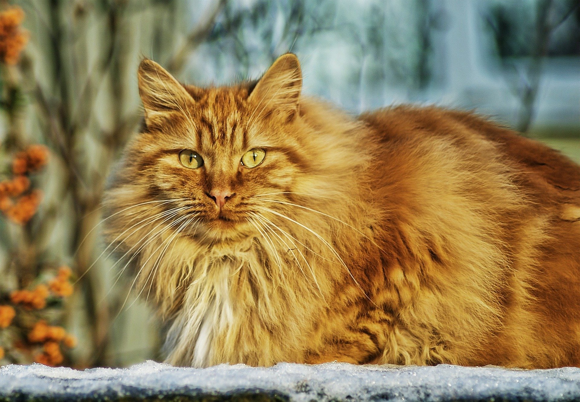 Vermifugation du chat: pourquoi vermifuger, comment et à quelle fréquence?